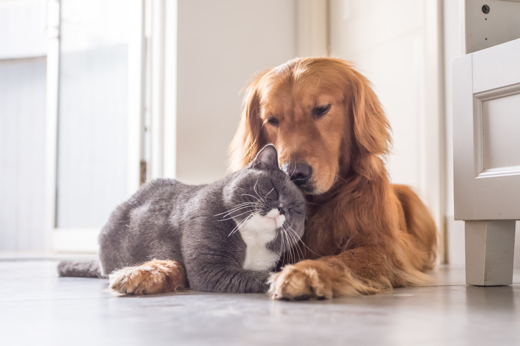 Cuddly cat and dog inside the house